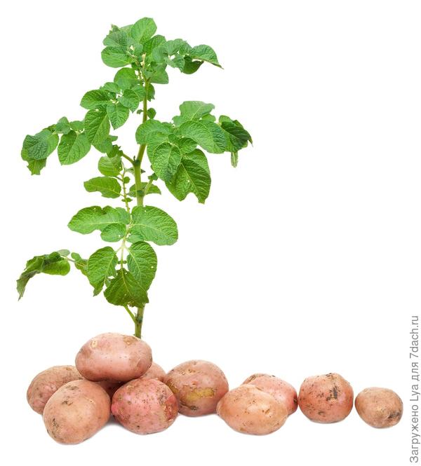 Двойной урожай картофеля