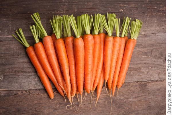 Морковь: сроки сбора урожая и советы по правильному хранению