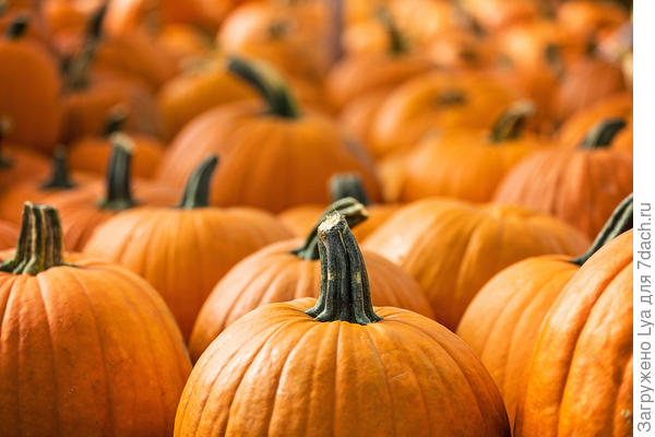 Внешние признаки спелости тыквы