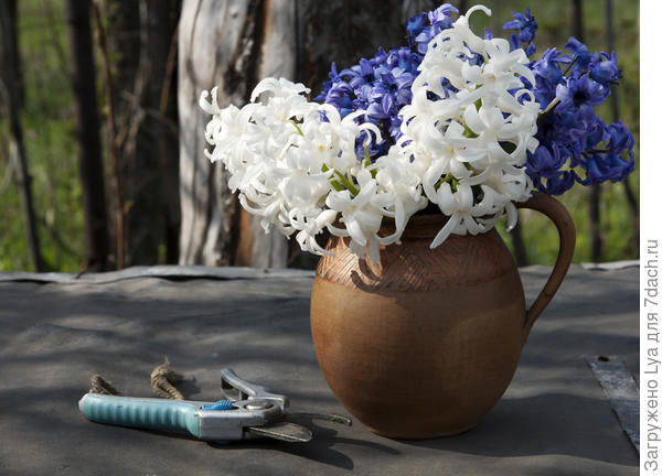 Гиацинты в горшке