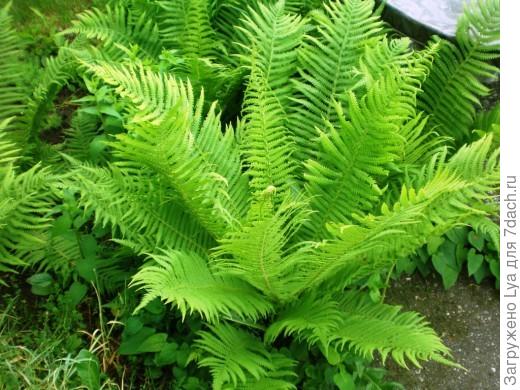 Страусник, фото с сайта botanichka.ru