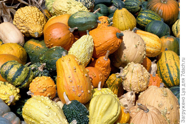 Тыква твердокорая