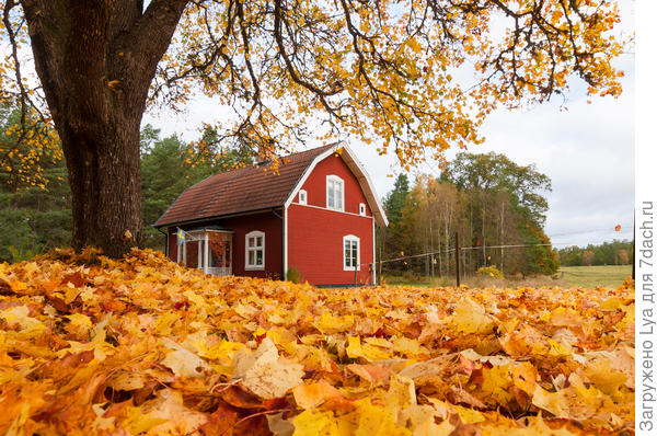 Конкурс дачных фотографий