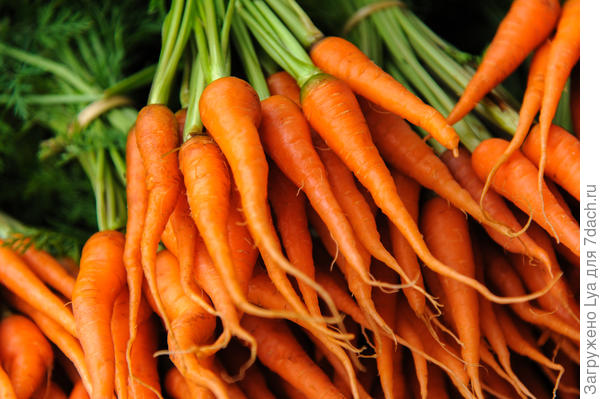 Как правильно хранить морковь