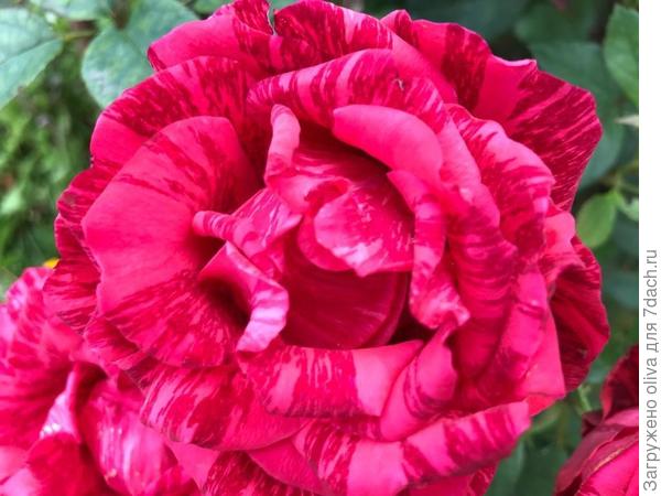 вторая неизвестная роза