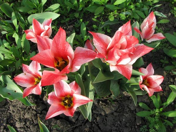 Царь Петр (Tulip Czaar Peter)