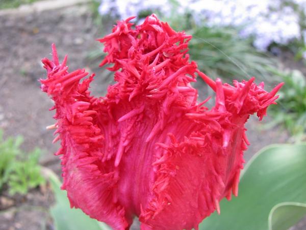 Барбадос (Tulip Barbados)