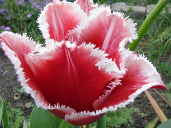 Канаста (Tulip Canasta)