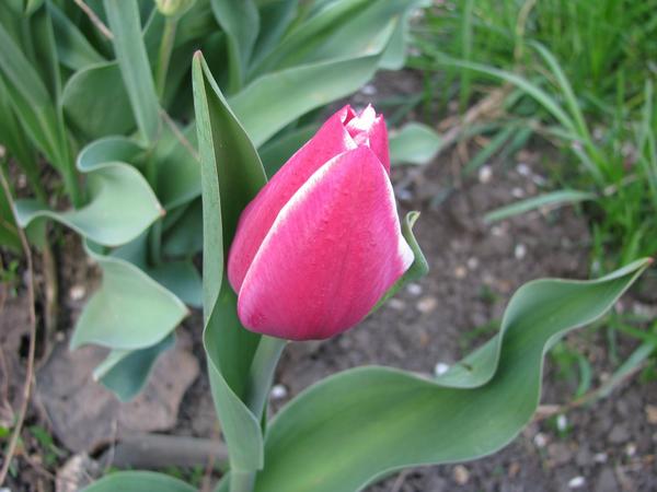Эрик Хосфью (Tulip Eric Hofsjo)
