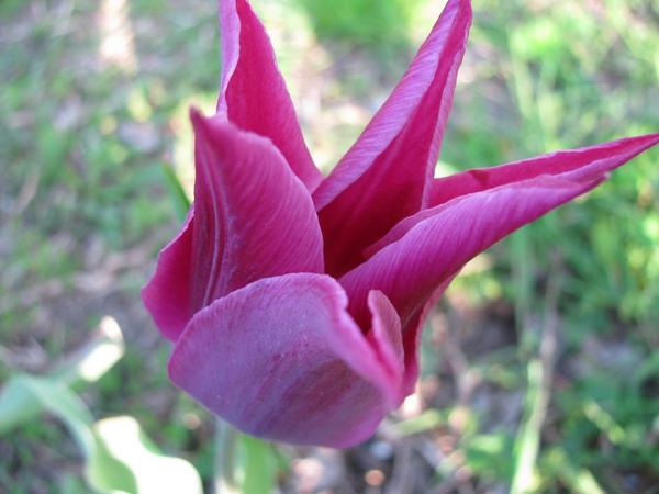 Лайлек Тайм (Tulip Lilac Time)