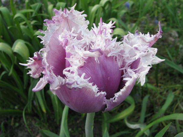 Камминс (Tulip Cummins)