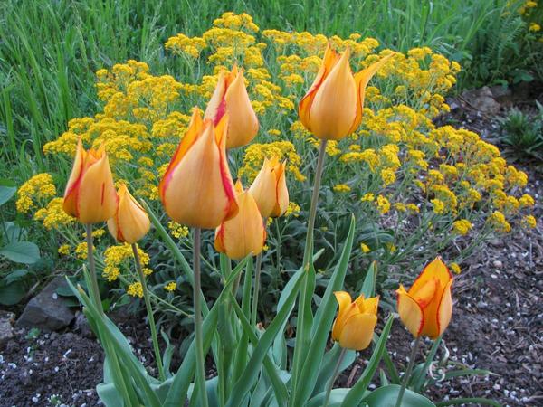 Дейпим (Tulip Deupim)