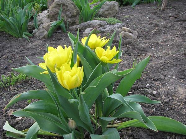 Монте Карло (Tulip Monte Carlo)