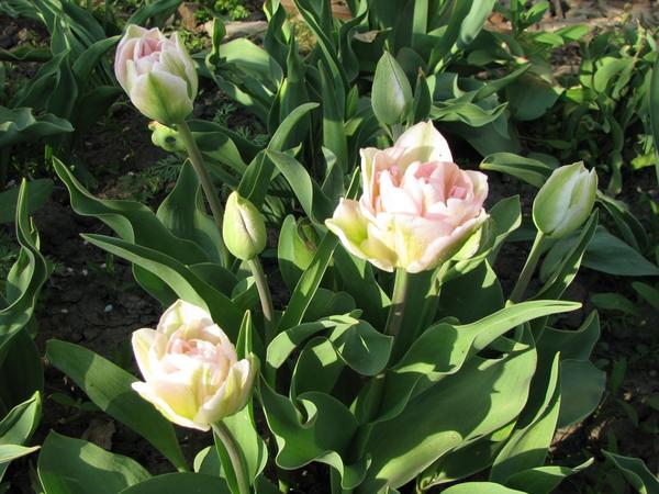 Анжелика (Tulip Angelique)
