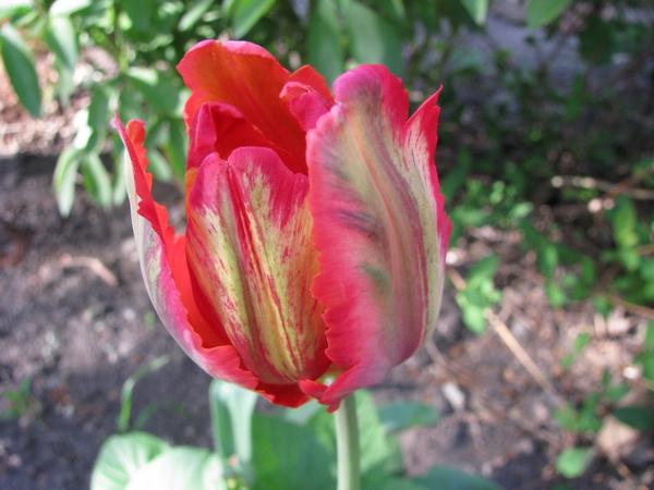 Блумекс (Tulip Blumex)