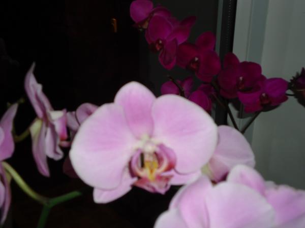 Мои комнатные орхидеи