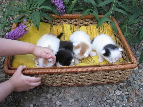 Наше кошачье пополнение)