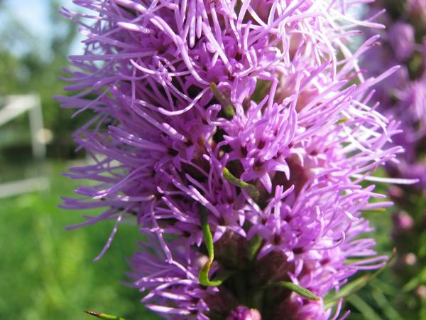 Лиатрис (Liatris)