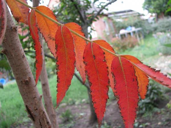 Первый осенний лист на сумахе