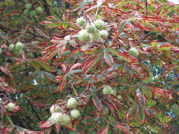 Наши осенние каштаны(