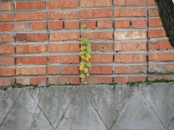 výhonek stromu