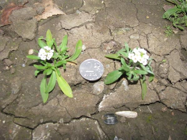 Алиссум морской (Alyssum maritimum)