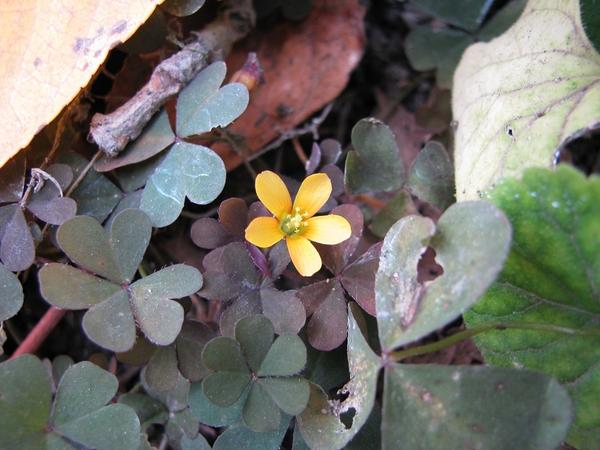 Кислица прямая (Oxalis stricta)