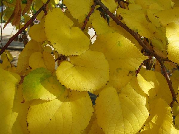 Цвет Листьев Осины Осенью Фото