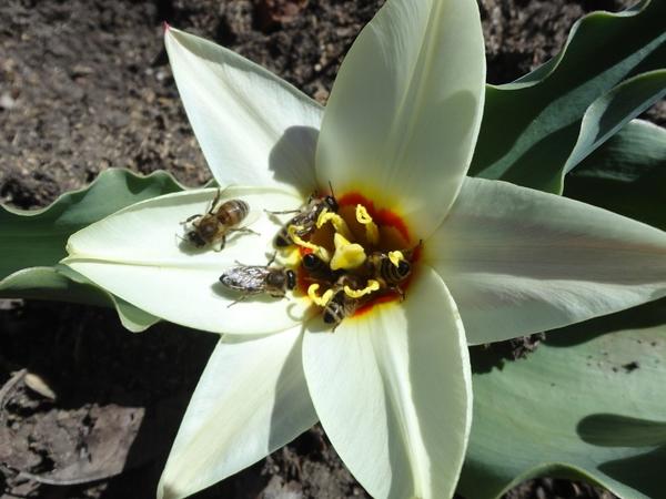 Нашествие пчел на тюльпан