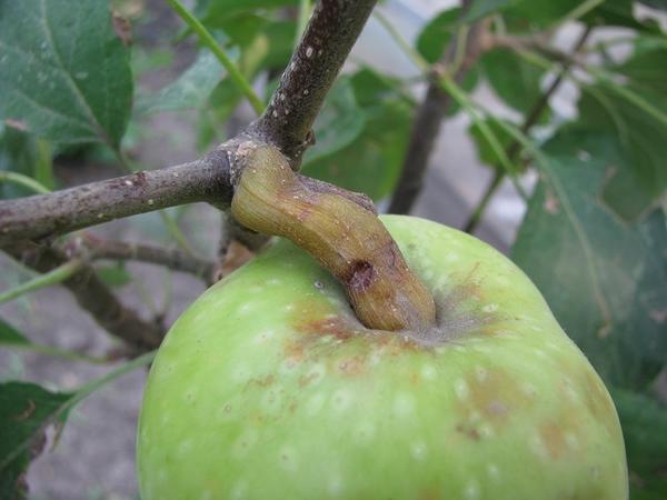 Яблоко с необычной плодоножкой