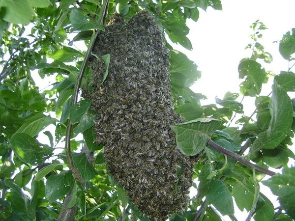 Подготовка роя к включению в пчелину