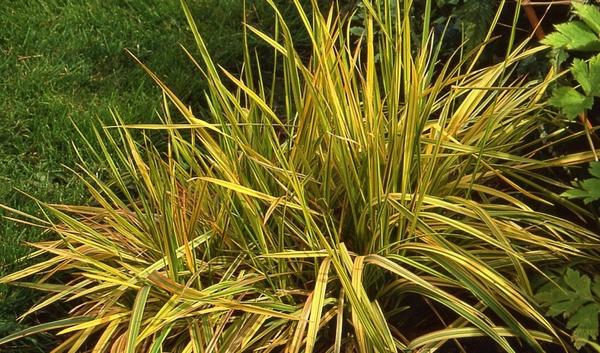 Лисохвост луговой Aureovariegatus, фото сайта www.appeltern.nl