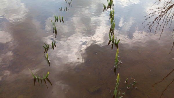 Нарциссы почти скрылись под водой