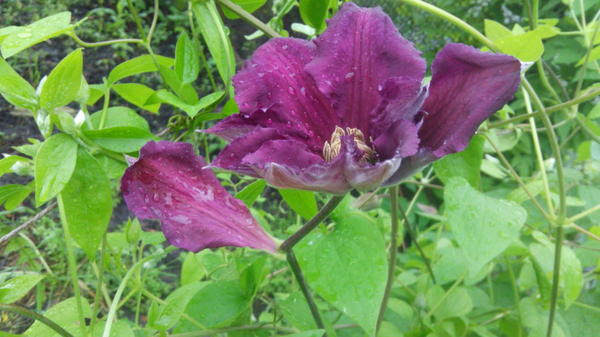 Необычный цветок клематиса