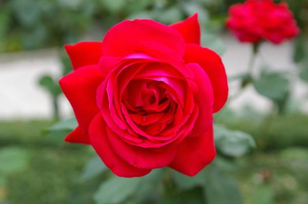 Роза сорт Dame de Coeur