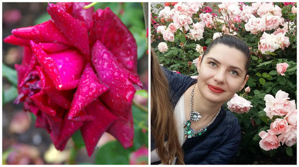 роза сорт октябрина и моя юленька-октябрина