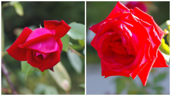 роза сорт казахстанская юбилейная