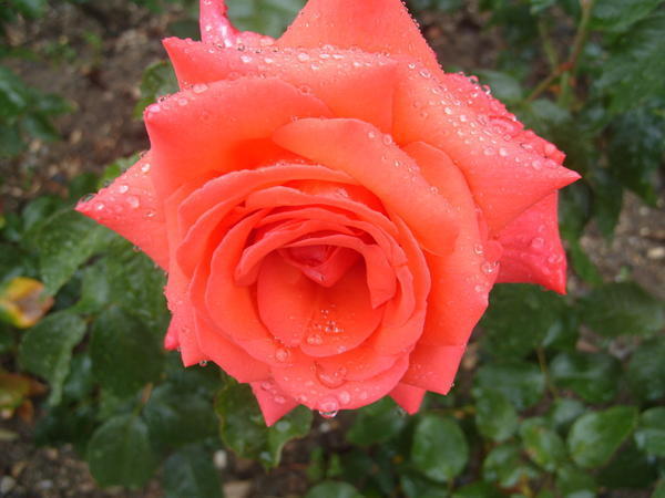 роза сорт freude
