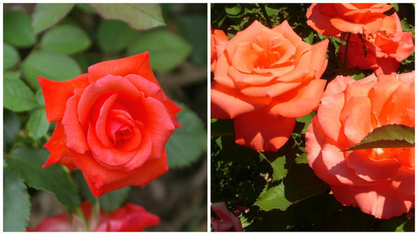 роза сорт lady rose