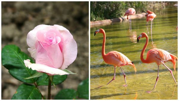 Роза сорт Flamingo и фламинго, красивые розовые птицы