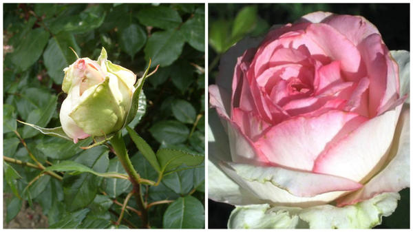 Роза сорт Honore de Balzac бутон в моем объективе и цветок в полуроспуске, фото сайта rosy.com.ua
