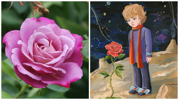 Роза сорт Saint Exupery в моем объективе и маленький принц, фото сайта www.proza.ru