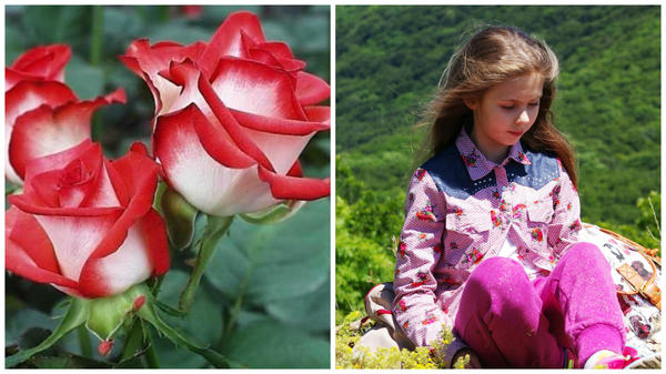 Роза сорт Blush, фото сайта photosflowery.ru и Лиечка с румянцем на Сандык Кая, Крым