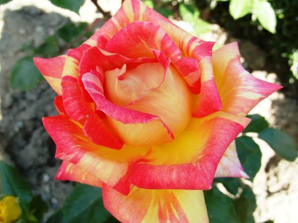 Роза сорт Caribia