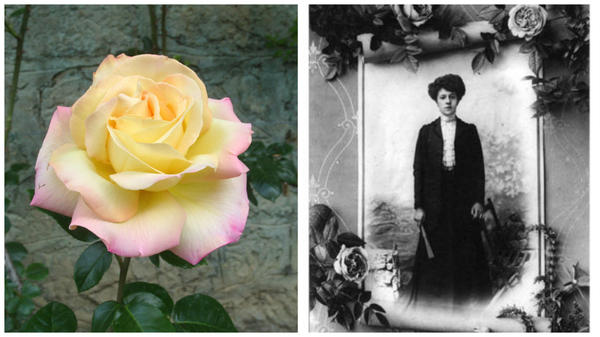 Несравненная роза сорт Gloria Dei в моем объективе и Клаудиа Дабриул, фото сайта www.kajuta.net