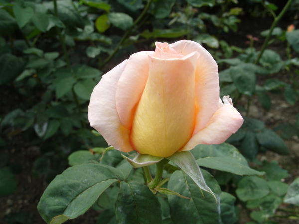 Сорта чайно-гибридных роз: белые, кремовые, желтые и оранжевые. Фото