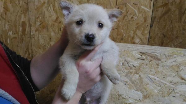 Очень ласковый мальчик)