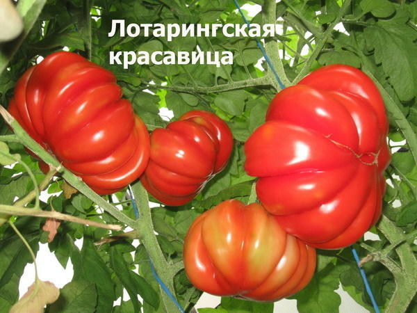 Томат сорта Beauty Lottringa Red; фото с сайта sadik45.ru