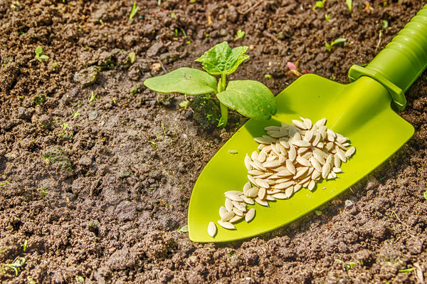 Выращивать огурцы можно как рассадным способом, так и посевом сразу в грунт