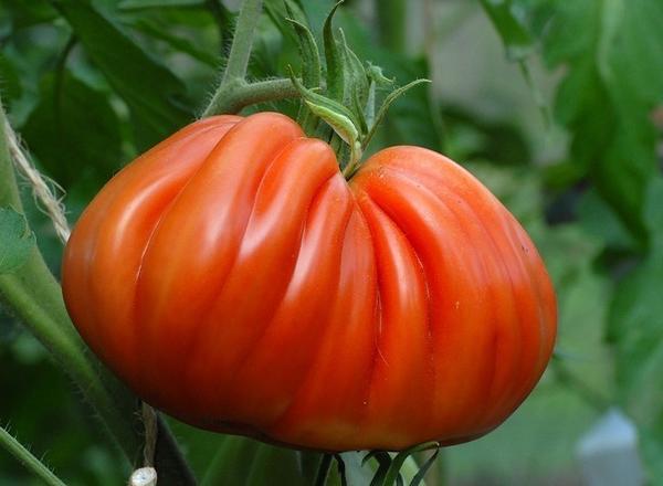 Томат сорт Liguria фото сайта www.tomato-seeds.eu